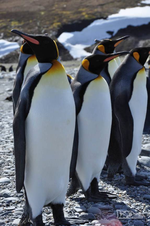 Os altivos pinguins rei em St Andrews Bay, na Geórgia do Sul